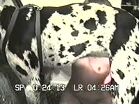 Blindfolded slut making a dog cum by deepthroating its cock